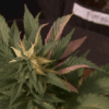 South Carolina’s Medical Marijuana Bill Faces Uphill Battle as Session Nears End