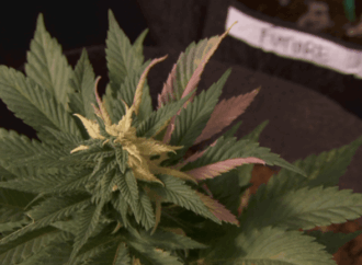 South Carolina’s Medical Marijuana Bill Faces Uphill Battle as Session Nears End