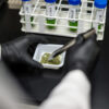 Texas Set to Expand Medical Marijuana Access as Hemp Ban Looms