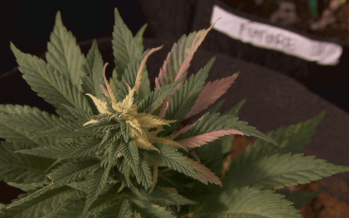 South Carolina’s Medical Marijuana Bill Faces Uphill Battle as Session Nears End