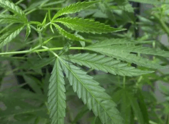 Jersey Moves to Reclassify Cannabinol in Cannabis Law Overhaul