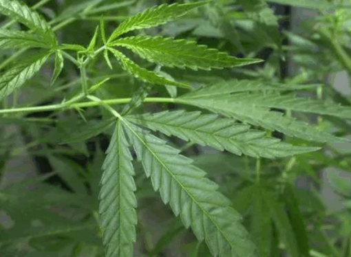 Jersey Moves to Reclassify Cannabinol in Cannabis Law Overhaul