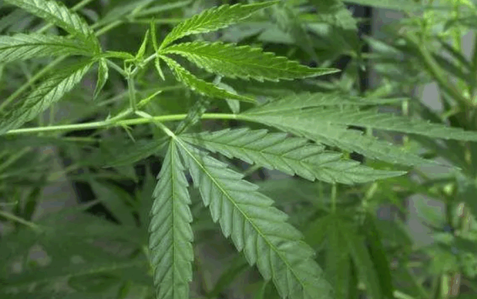 Jersey Moves to Reclassify Cannabinol in Cannabis Law Overhaul