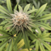 Georgia Set to Broaden Medical Marijuana Access This Summer
