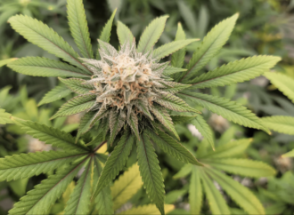 Georgia Set to Broaden Medical Marijuana Access This Summer