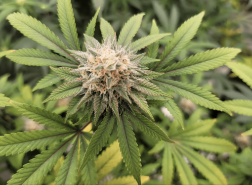 Georgia Set to Broaden Medical Marijuana Access This Summer