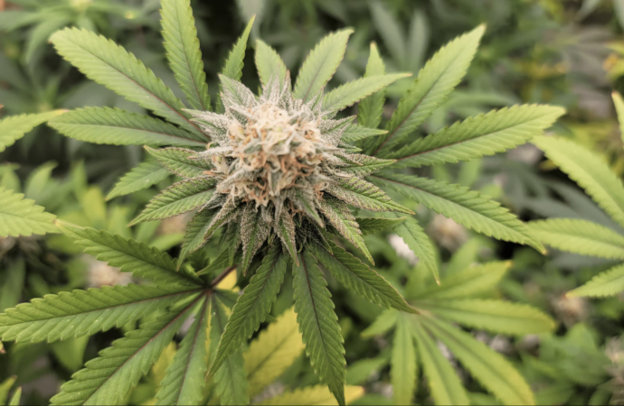 Georgia Set to Broaden Medical Marijuana Access This Summer