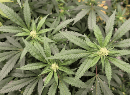 Massachusetts Lawmakers Advance Cannabis Employment and Medical Expansion Bills