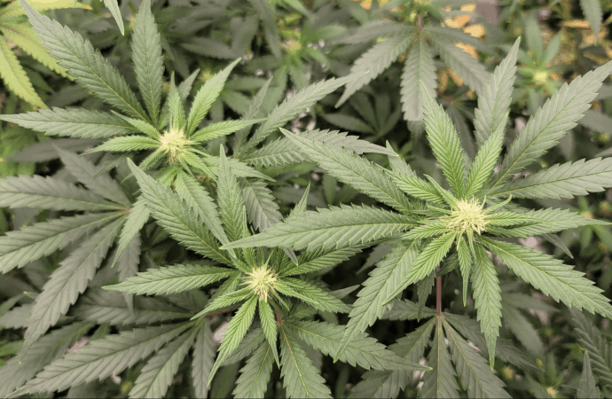Massachusetts Lawmakers Advance Cannabis Employment and Medical Expansion Bills