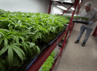 Medical Cannabis in West Virginia: What Patients Need to Know