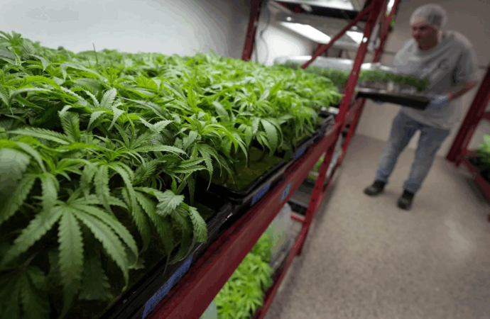 Medical Cannabis in West Virginia: What Patients Need to Know