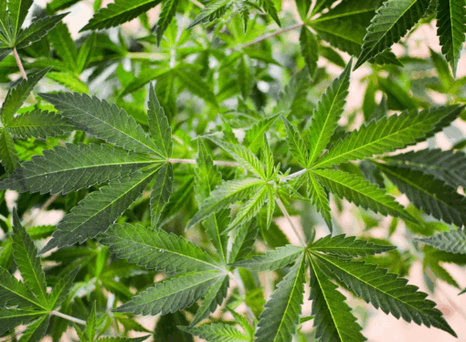 Three in Five Kansans Back Marijuana Legalization, Poll Finds