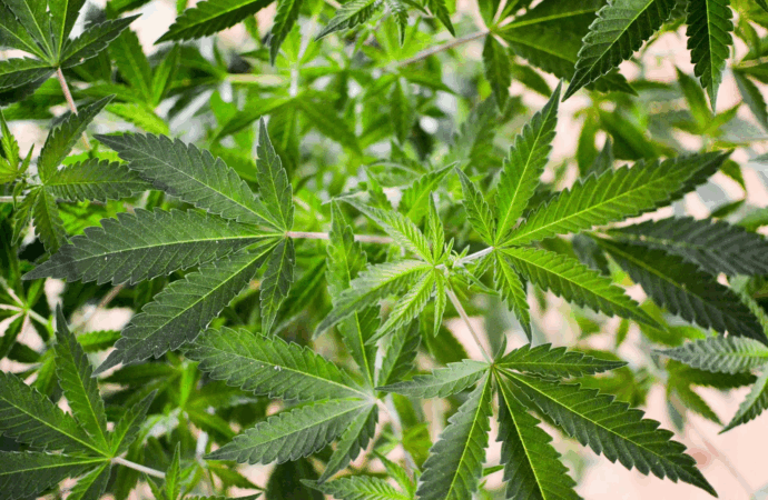 Three in Five Kansans Back Marijuana Legalization, Poll Finds