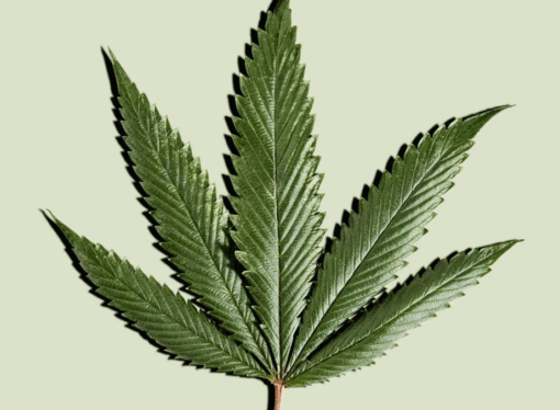 Is CBD Oil the Next Big Thing in Skincare?