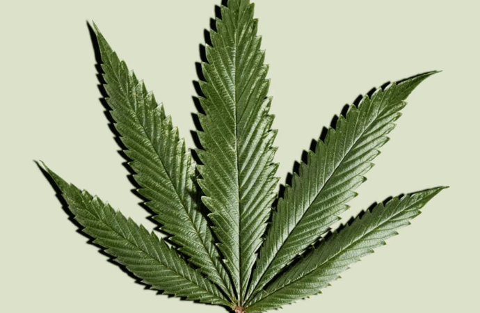 Is CBD Oil the Next Big Thing in Skincare?