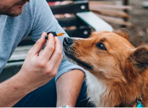 CBD Study Links Long-Term Use To Lower Dog Aggression