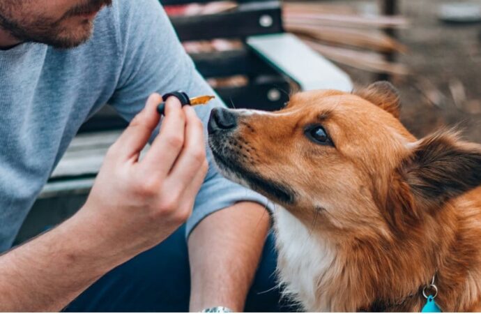 CBD Study Links Long-Term Use To Lower Dog Aggression