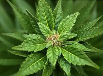 Cannabis and Sleep: Why Your Experience May Differ From the Data