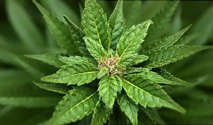 Cannabis and Sleep: Why Your Experience May Differ From the Data