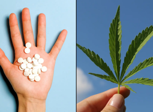 New Study Finds Medical Cannabis May Replace Opioids and Other Prescriptions