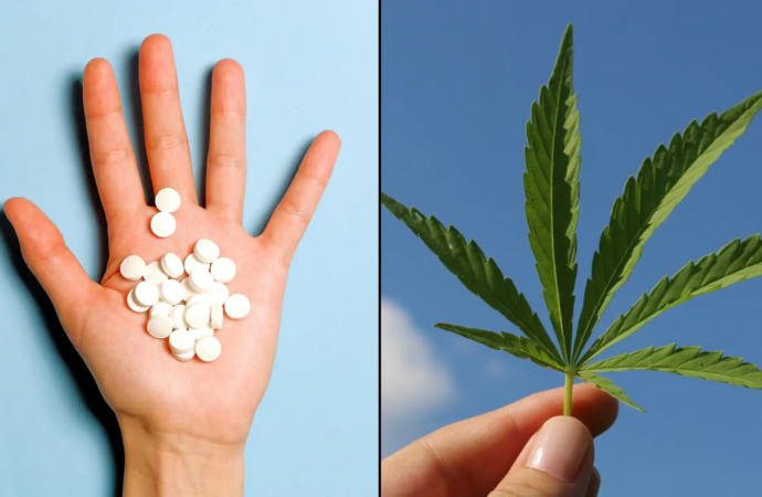 New Study Finds Medical Cannabis May Replace Opioids and Other Prescriptions