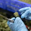 Reclassifying Medical Marijuana Is Only a First Step