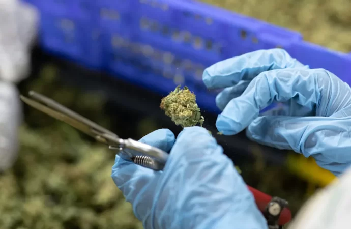 Reclassifying Medical Marijuana Is Only a First Step